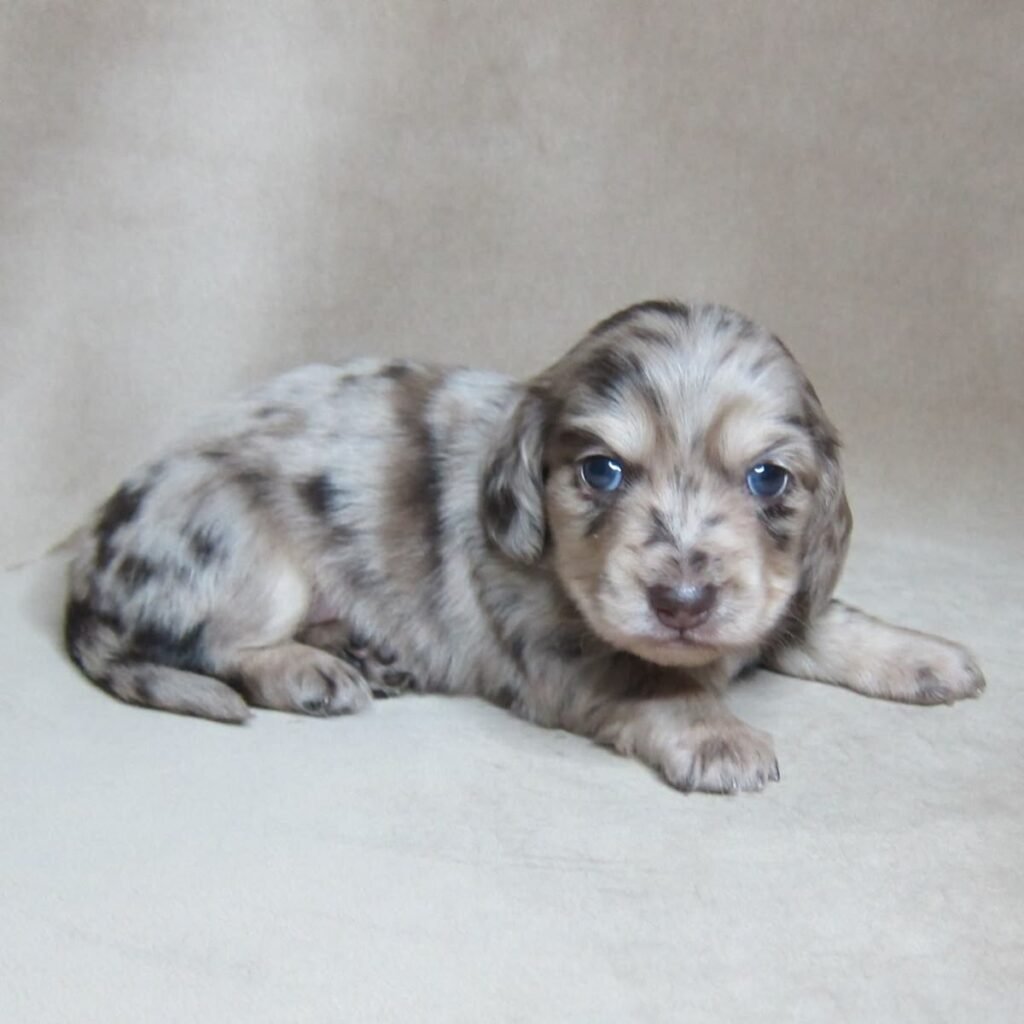Dachshund puppies Australia