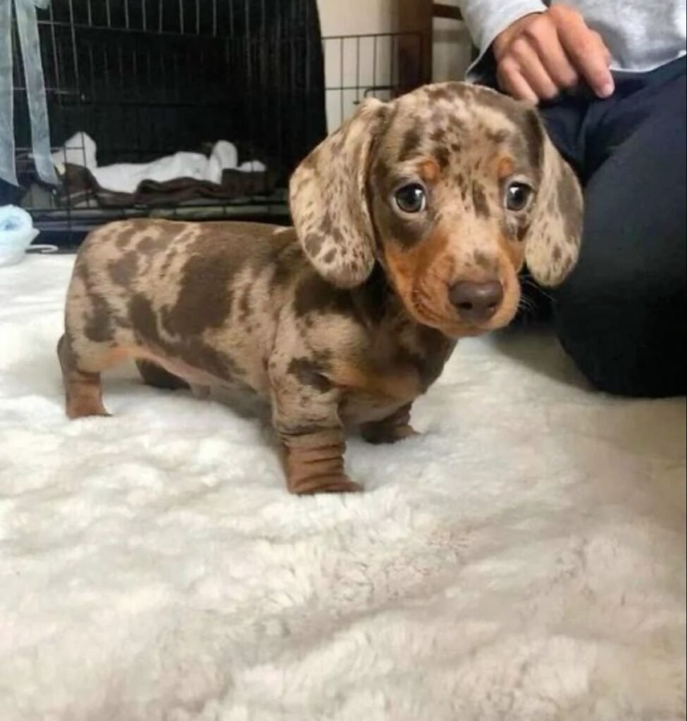 how to choose a Dachshund puppy