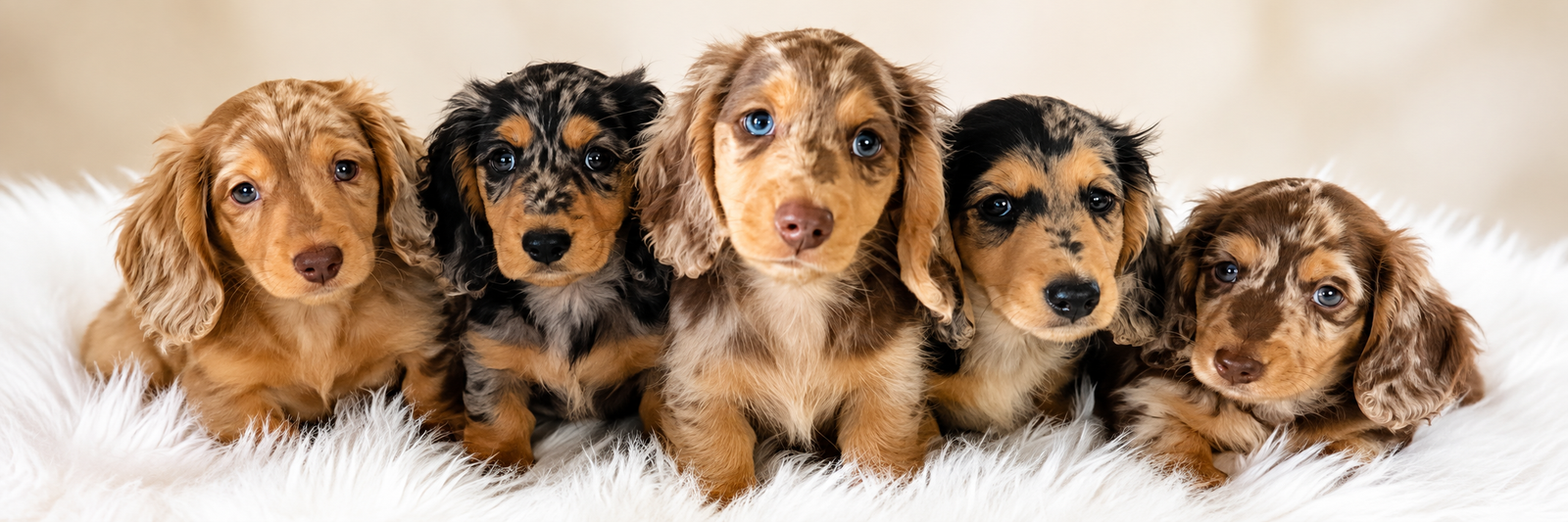 Dachshund Puppies Australia