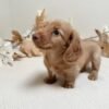 Dachshund puppies for sale Sydney