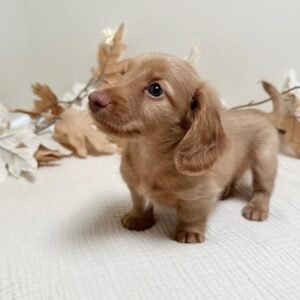 Dachshund puppies for sale Sydney