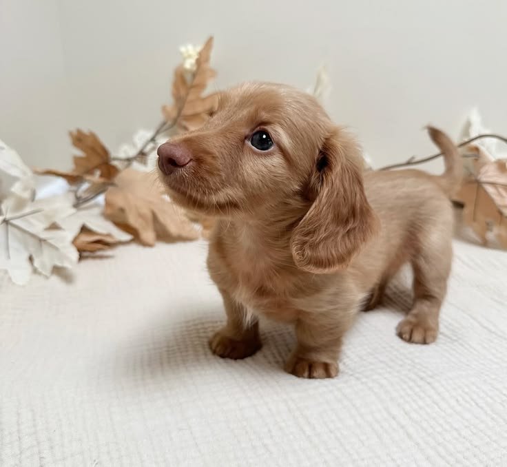Dachshund puppies for sale Sydney