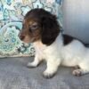 Buy Dachshund Puppies Australia