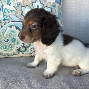 Buy Dachshund Puppies Australia